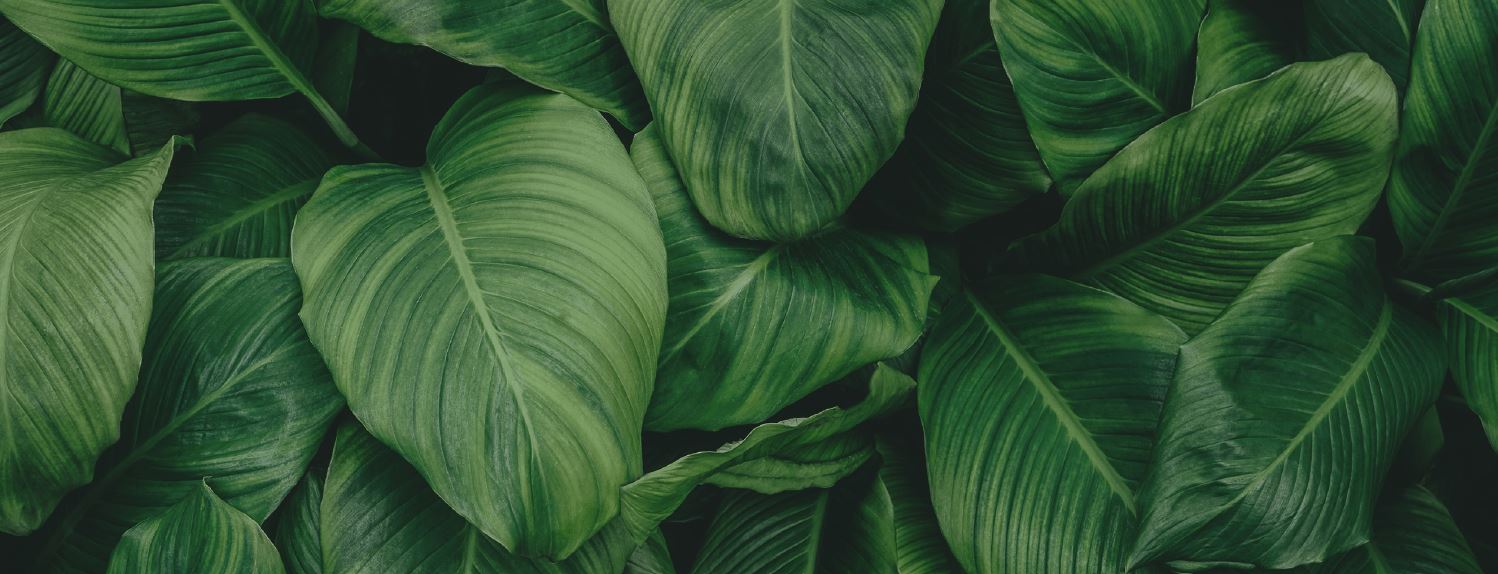 Hoag FCN Monthly Meeting: Acupuncture & Eastern Medicine in Clinical Practice: Evidence, Mechanisms & Patient Benefits with Dr. Nam Lee Banner